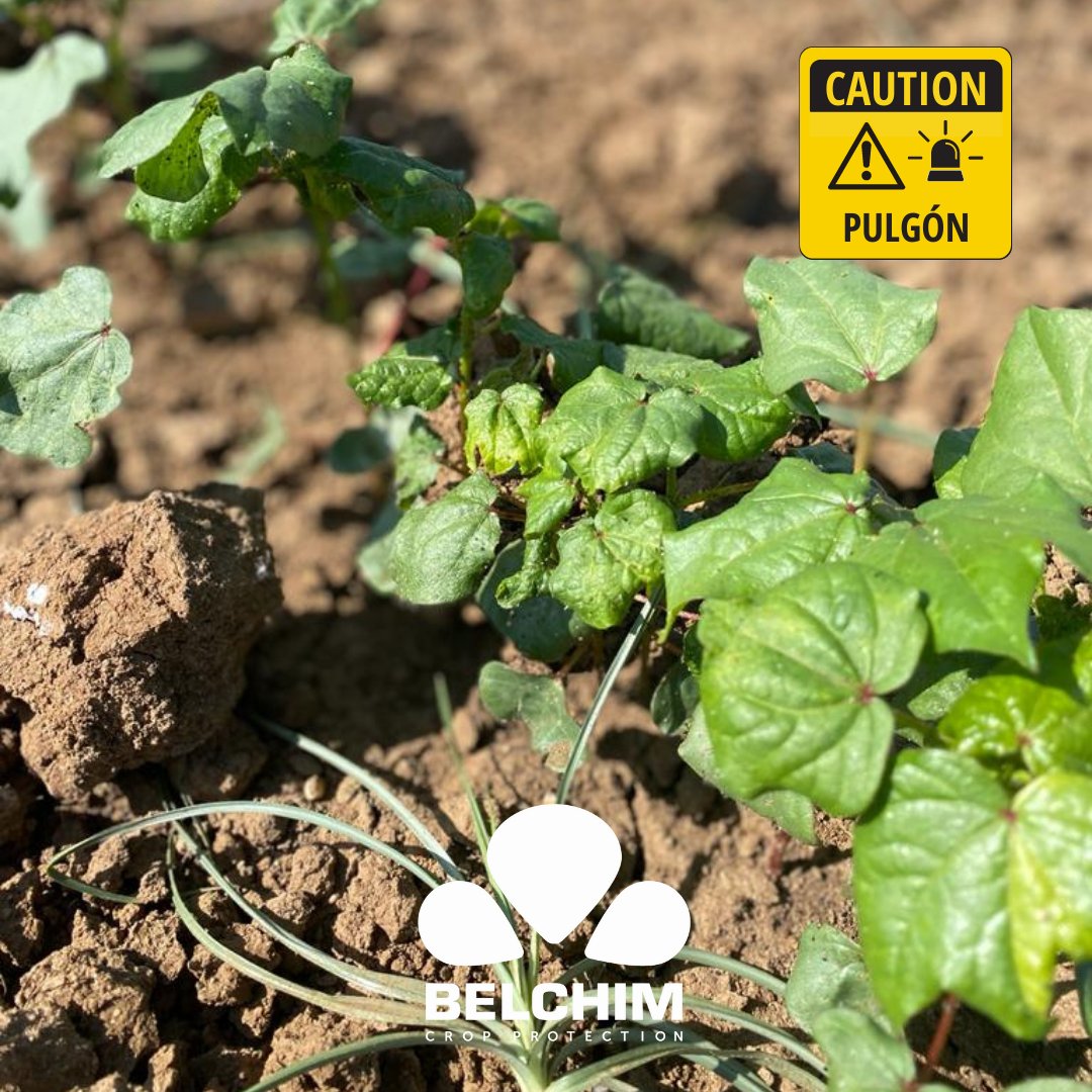 BelchimEspana's tweet photo. Empiezan los ataques de #Pulgón en el #Algodón ⚪ de #Sevilla. Como siempre, #Teppeki 💪es la mejor solución para controlar y prevenir esta plaga.
#Belchim 💚🚜 #CertisBelchim son #AgroTech
+nfo 🎯 https://t.co/9Ly0ny5sRk https://t.co/C0pD2Lytwc