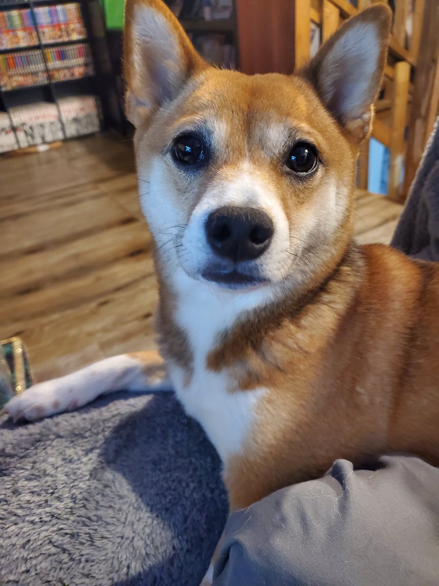 ChibiReviews's tweet photo. Woke up a big ago, so I decided to get to work on the #Chibitquestions video to upload and Casca decided to check in on me https://t.co/6QwODuKb91