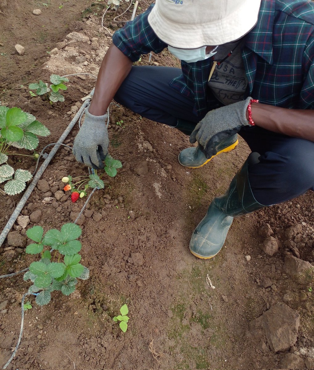 My Side Hustle hustle in Jos city + Present predicament. 

2 years ago when I settled in Jos, I asked everyone I met with on how/where I could get a side job in Jos. 90% of them said "It is not easy, there's no work on the Plateau as we are mostly civil servants"

A Thread