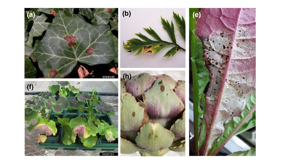 PestinfoW's tweet photo. The #PlantPathogenic #bacterium Xanthomonas hortorum infects vegetables, ornamentals and other plants - detailed review in @MPPjournal by Nay C. Dia, @LucasMoriniere and others like @koebnik_ralf, @Osdaghi and @nehapotnis - https://t.co/NExw0UTurl https://t.co/9gOqI6sPTY