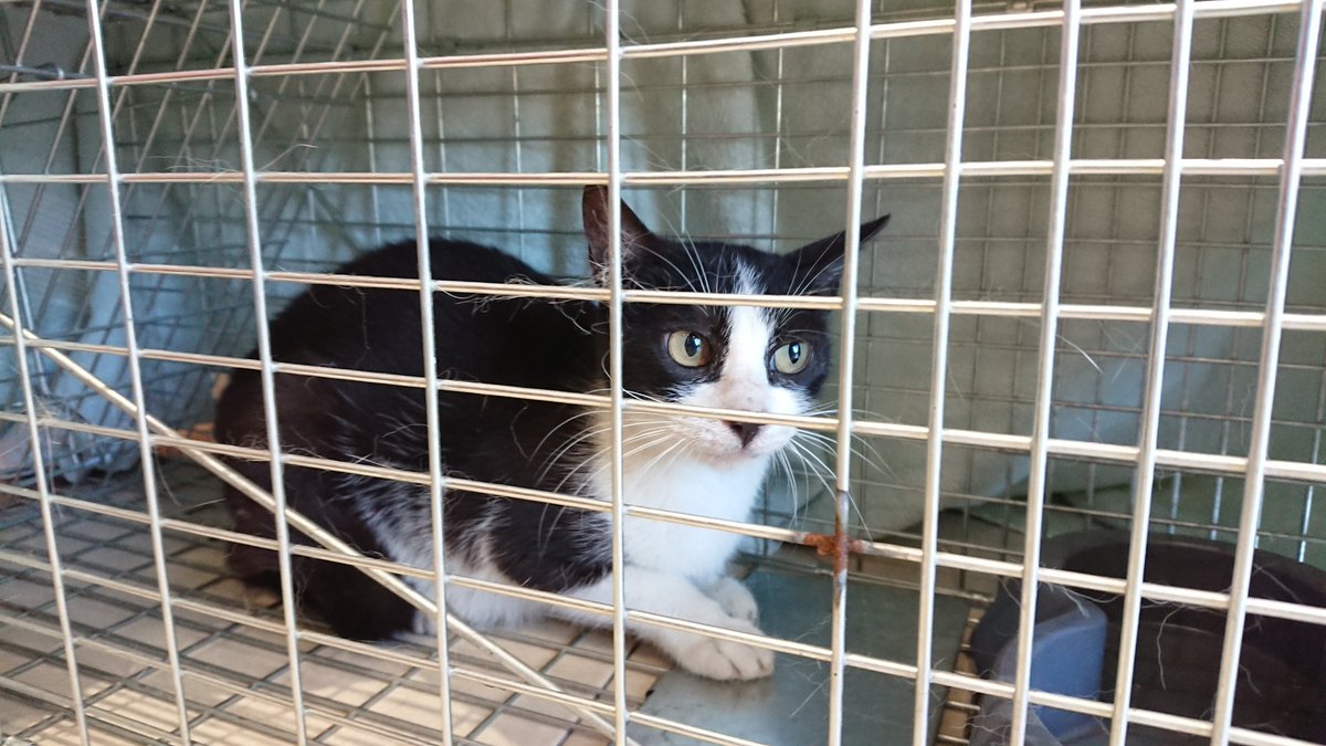 Colonias_Noain's tweet photo. Seguimos:#ColoniasNoain captura, esterilización y suelta, método #CES #CER el mejor método de control para #ColoniasFelinas y para el #BienestarAnimal de los #gatos #Noain #Navarra
#Nometoqueslosgatos https://t.co/nPr6DLvOtE