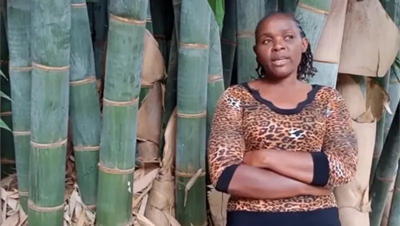 OneEarthBeat's tweet image. Staple tea crops in Kenya are prone to landslide erosion. Anna reports on projects to plant bamboo which prevent landslides as well as provide a livelihood for local communities #oneearthbeath #RiskToResilience #GPDRR2022 #climatechange #grassroots buff.ly/38nqw3A