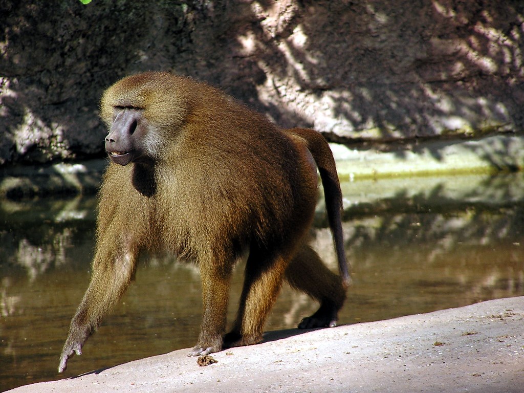 Male–male social bonding, coalitionary support and reproductive success in wild Guinea #baboons #ProcB #OpenAccess @FedeDalPesco #Behaviour ow.ly/T1nF50Jio91