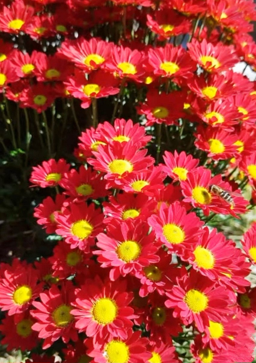 Good evening to all....🌺🌺🧡🌺🌺