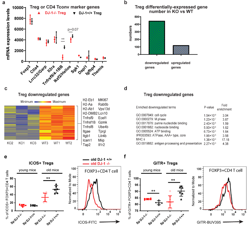 ScienceofPD's tweet photo. Interesting - new research finds that #Parkinsons-associated PARK7/DJ-1 is a pacemaker regulating pyruvate dehydrogenase activity in CD4+ regulatory T cells; DJ-1 is⬆️expressed in human Tregs &amp; depletion impairs Treg proliferation/activation in aged mice
https://t.co/nR2z95jxL8 https://t.co/0emW1SQtry
