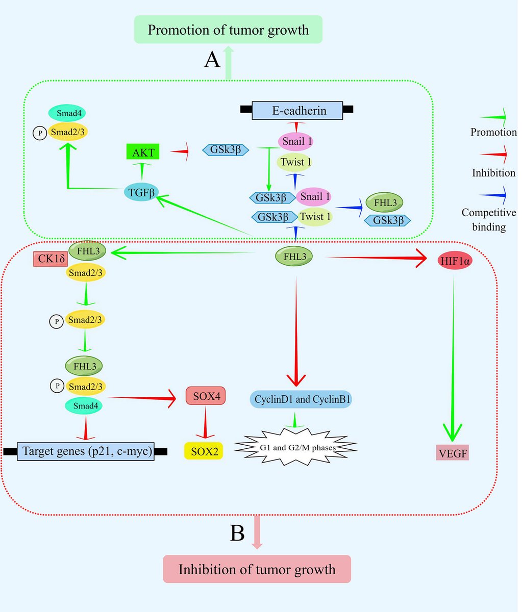 FrontOncology's tweet image. 📄 New article: The Roles of FHL3 in Cancer

👨‍⚕️👩‍⚕️ Zhenjun Huang et al.

Read here 👉 fro.ntiers.in/9zi2

#FHL3 #Genoimcs #Oncology