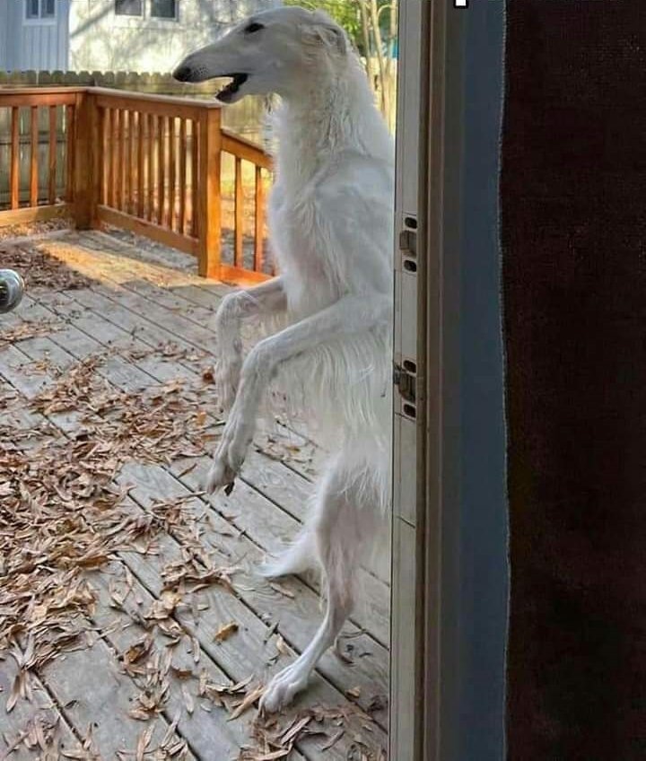 cantgitgud's tweet image. Bloodborne (2015)