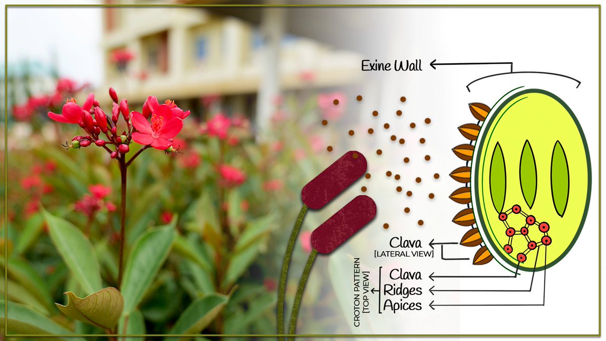 Researchers from Birbal Sahni Institute of Paleosciences, Lucknow  <a href="/IndiaDST/">DSTIndia</a>  studied fossil pollens that were deposited in Indian strata million of years ago. To know more about strata &amp; pollens, read researchmatters.in/news/pollen-fo…
Story by <a href="/Alakananda/">Alakananda</a> Batni
#fossil  <a href="/Mahi_Bansal16/">Mahi Bansal</a>