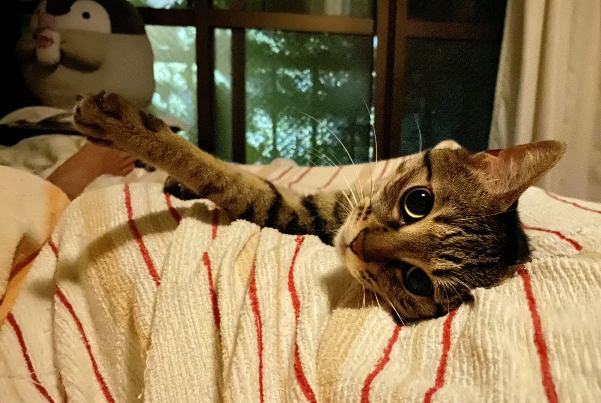 rabbitcat232's tweet photo. 寝る前のお顔が可愛すぎるジェラちゃん❣️
いつもはパパにデレデレだけど、寝るときだけはママの脚の間が定位置✨

#キジトラ　#猫のいる暮らし https://t.co/NLl6UnEu87