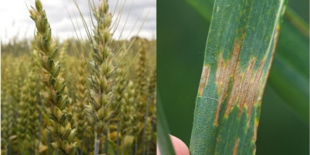 British Society for Plant Pathology (@bs_pp) on Twitter photo How do we keep disease resistance genes effective?
Wheat cultivar mixtures limit septoria tritici blotch epidemics
#PlantPathology #highlight #blog 
<a href="/wheatpath/">Frédéric Suffert</a> <a href="/dropsplash/">Sébastien Saint-Jean</a> @INRAE_Bioger <a href="/INRAE_ECOSYS/">ECOSYS</a> <a href="/INRAE_DPT_SPE/">INRAE Santé des Plantes et Environnement</a> <a href="/INRAE_IDF/">INRAE Île-de-France</a> <a href="/INRAE_Intl/">INRAE_International</a> <a href="/BSPPjournals/">Plant Pathology</a> 
ow.ly/nW2o50Jjp02 How do we keep disease resistance genes effective?
Wheat cultivar mixtures limit septoria tritici blotch epidemics
#PlantPathology #highlight #blog 
<a href="/wheatpath/">Frédéric Suffert</a> <a href="/dropsplash/">Sébastien Saint-Jean</a> @INRAE_Bioger <a href="/INRAE_ECOSYS/">ECOSYS</a> <a href="/INRAE_DPT_SPE/">INRAE Santé des Plantes et Environnement</a> <a href="/INRAE_IDF/">INRAE Île-de-France</a> <a href="/INRAE_Intl/">INRAE_International</a> <a href="/BSPPjournals/">Plant Pathology</a> 
ow.ly/nW2o50Jjp02