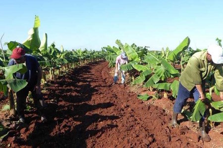 RamnAguilarBet2's tweet photo. Durante los días 27 y 28 agricultores de toda #Cuba pertenecientes a polos productivos agrícolas se reúnen en La Habana para seguir haciendo con #CienciaInnovacion y buenas prácticas agroecológicas.#VamosConTodo @AsambleaCuba @DiazCanelB @anamarianpp @HomeroAcostaA https://t.co/Wdtl1BtRVp