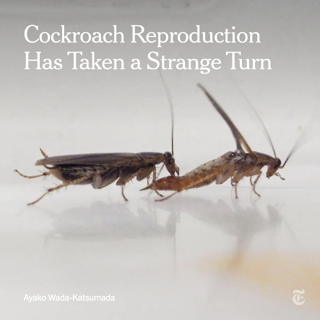 nytimes's tweet photo. Many cockroach females have lost their taste for sweet stuff in response to pesticides. That means cockroach mating, which involves the males offering up a sugary secretion, is increasingly going really, weirdly wrong.
https://t.co/adlv726ybM https://t.co/USLsknHWJy