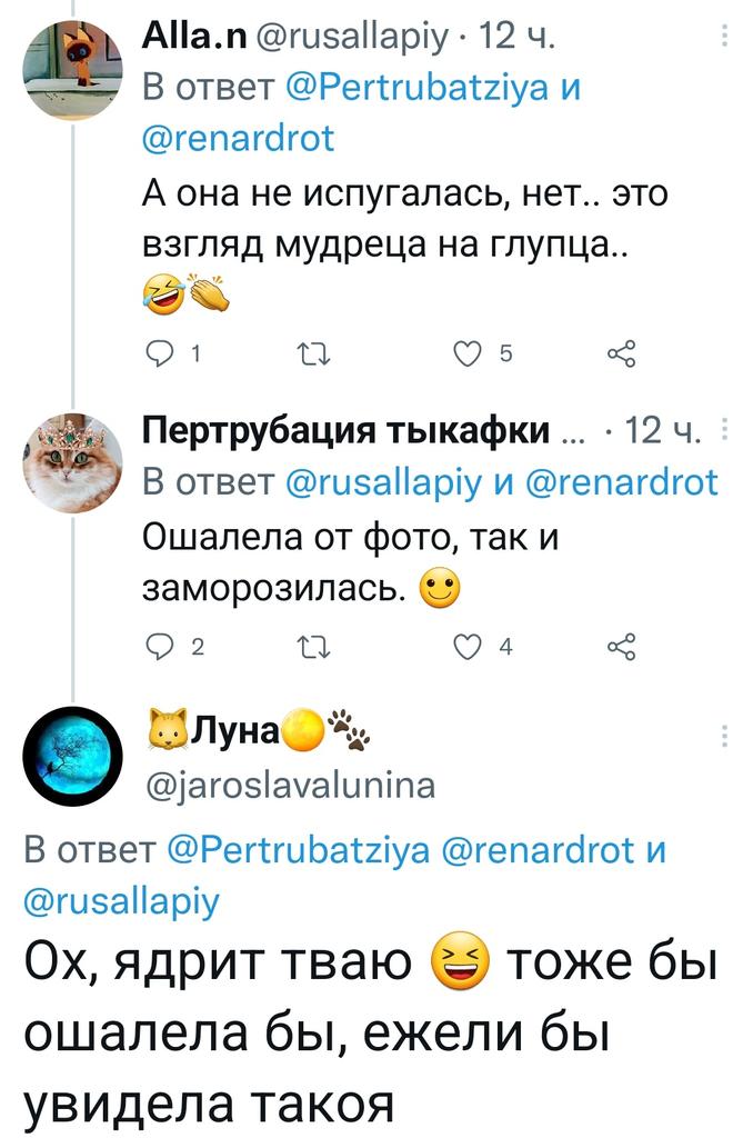 Renard 🦊🐈‍⬛ tweet media