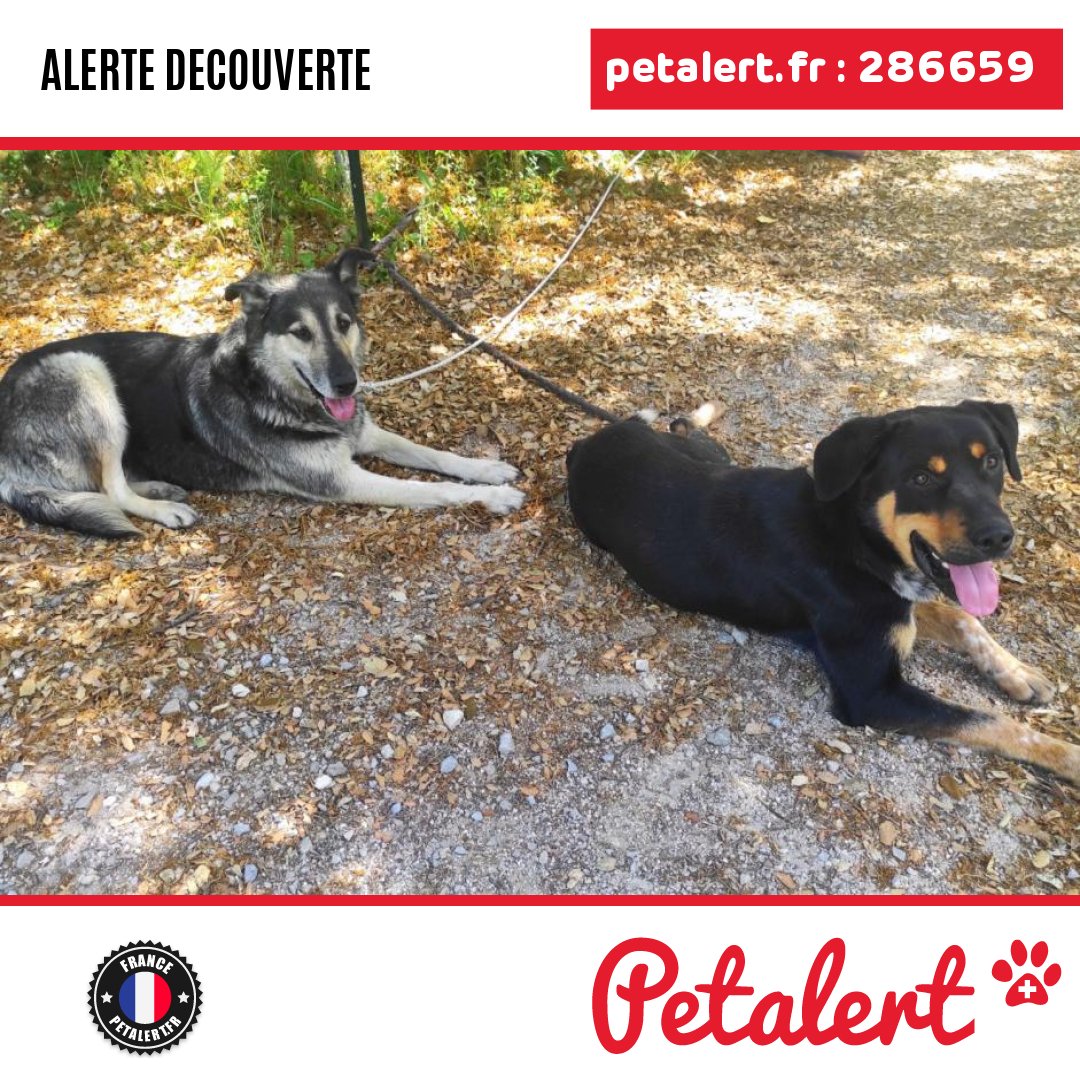 petalert_france's tweet photo. Trouvé #Chien #Gard #Junas #Petalert #PetAlert30 / https://t.co/spUSUsZS55 https://t.co/a5warEkGLN