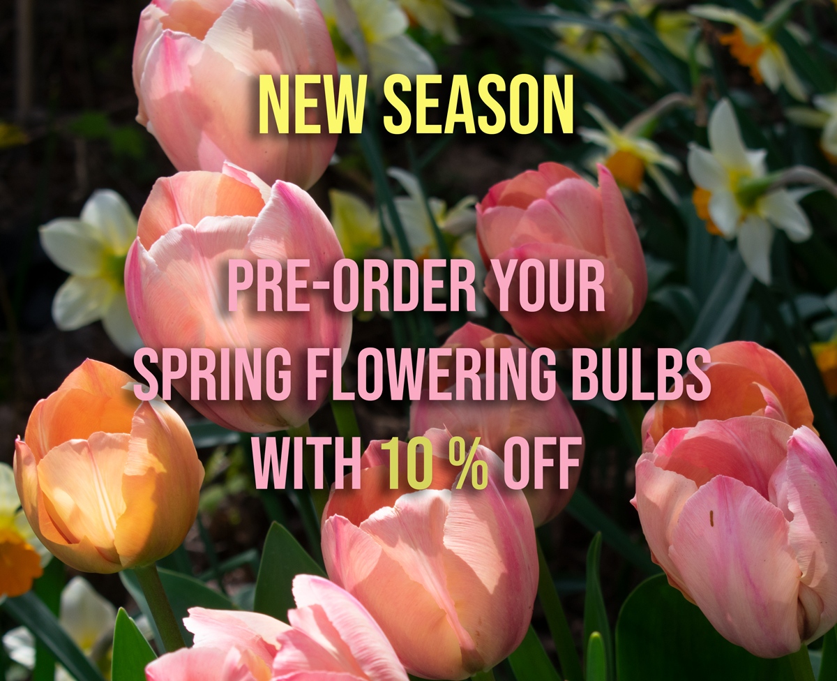 Use the code SPRING2023 to get 10% off your spring order

Pre-order, tulips, alliums, locally grown daffodils, UK bluebells and more.

All of our bulbs are packed, picked and shipped from our UK warehouse for the best quality bulbs

Offer ends 4th July, deliveries start in autumn