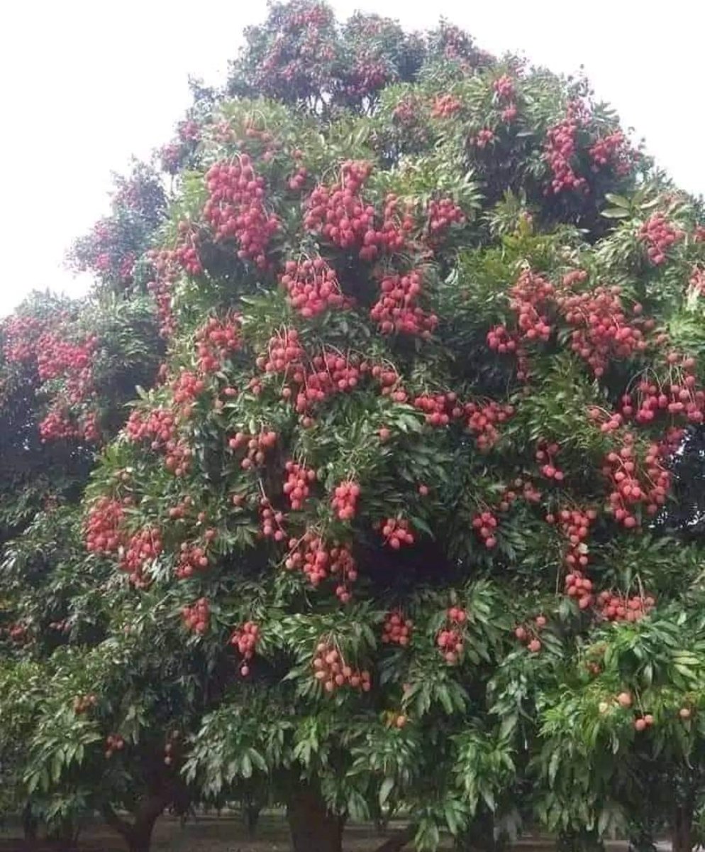 MuzaffarpurRrb's tweet photo. शाही लीची के लिए विख्यात मुजफ्फरपुर। https://t.co/5R9mF3RlwP