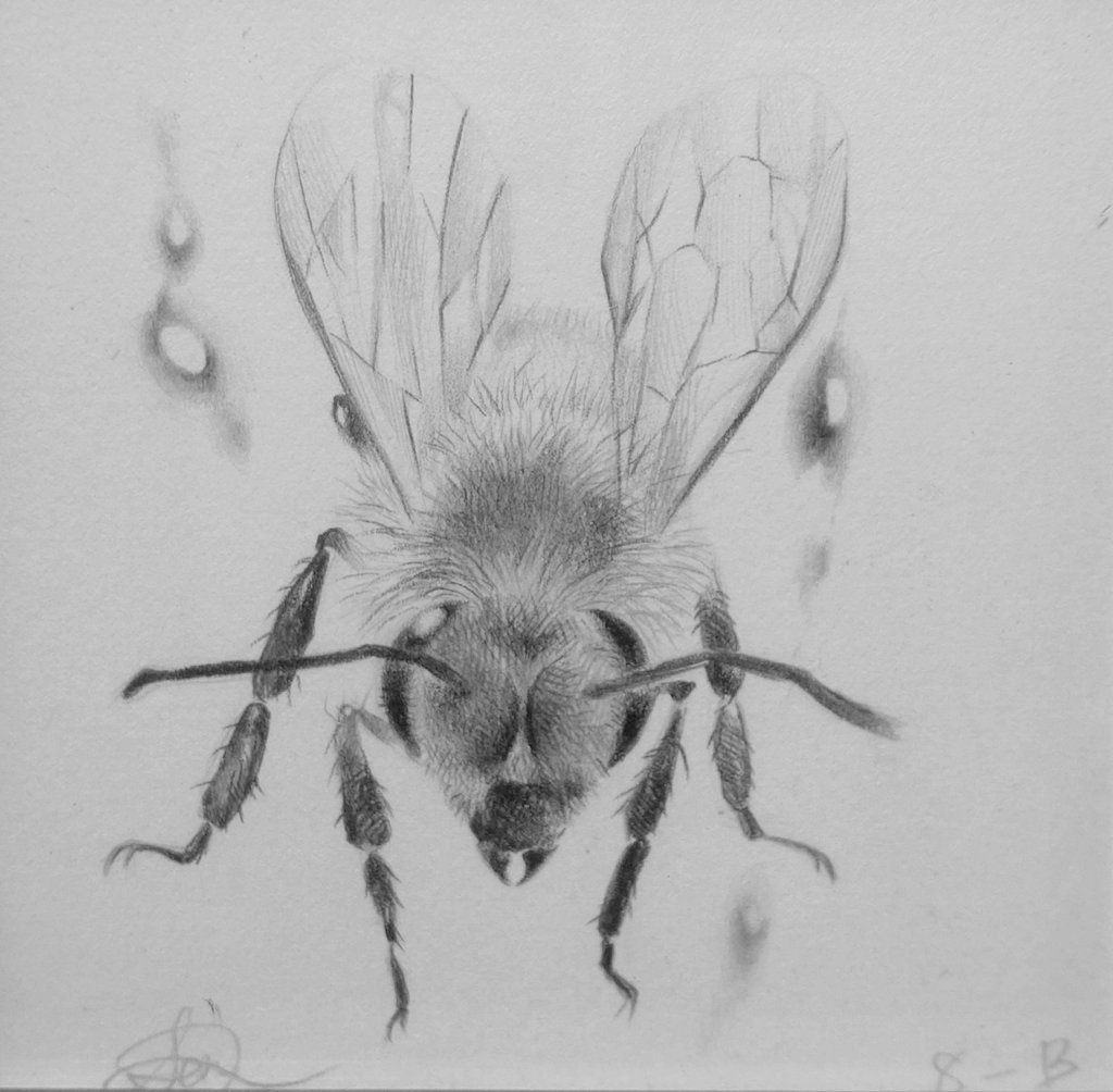 蜂イラスト のイラスト マンガ作品 21 件 Twoucan