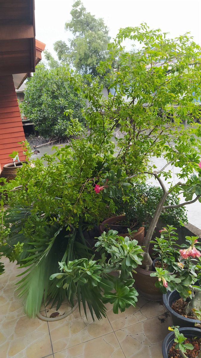 iprakob's tweet image. พายุหมุนมาแต่ไหนไม่รุ..ตั้งตัวไม่ทัน.
ล้มเป็นแถวเลย