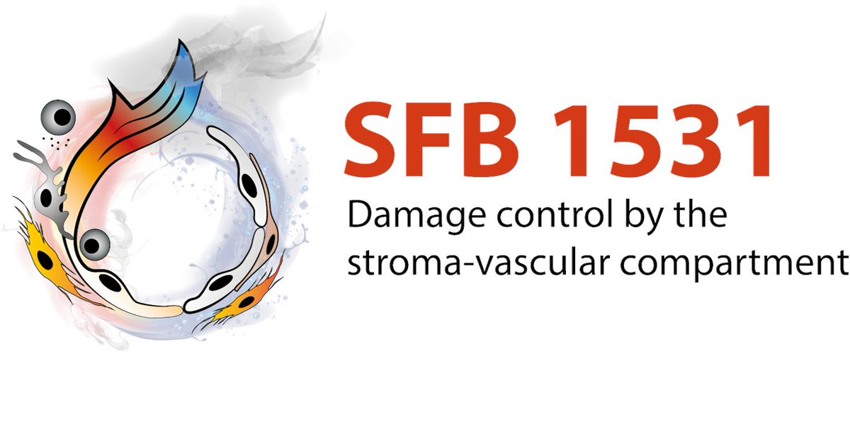 We are very happy that <a href="/dfg_public/">DFG public | @dfg_public@wisskomm.social</a> is funding our CRC 1531 "Damage control by the stroma-vascular compartment" from July on! 🥳🍾🎉
Many thanks to all people involved and congratulations to the other successful CRCs. Looking forward to many exciting years - we will hire soon!