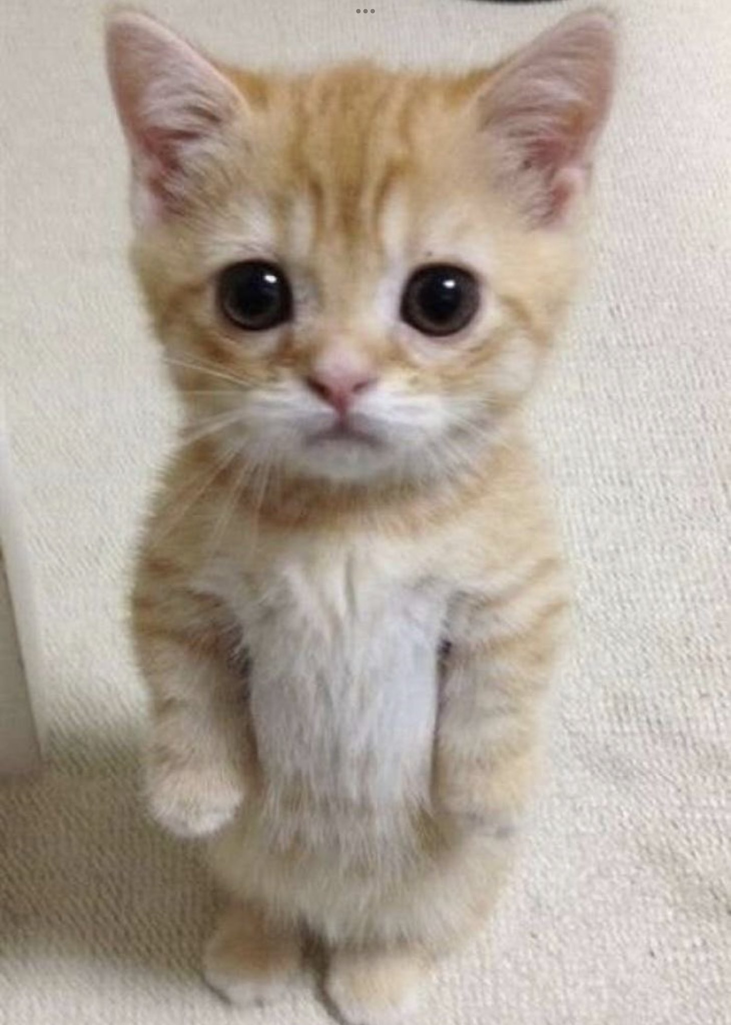 Умоляющий котик