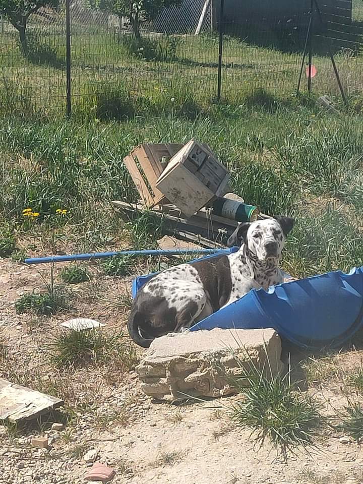 mdepartla's tweet photo. PERDUE chienne croisée Dalmatien à MONTAUBAN 
26/05/22 
 
Secteur : Rue Issanchou
Nom : Psyka. Non tatouée. Stérilisée. Ne porte pas de collier  
Silhouette normale. Taille moyenne. Poils courts 
 
Contact : 06 29 34 66 26 ou julien82230@gmail.com https://t.co/T7FTqUOXqJ