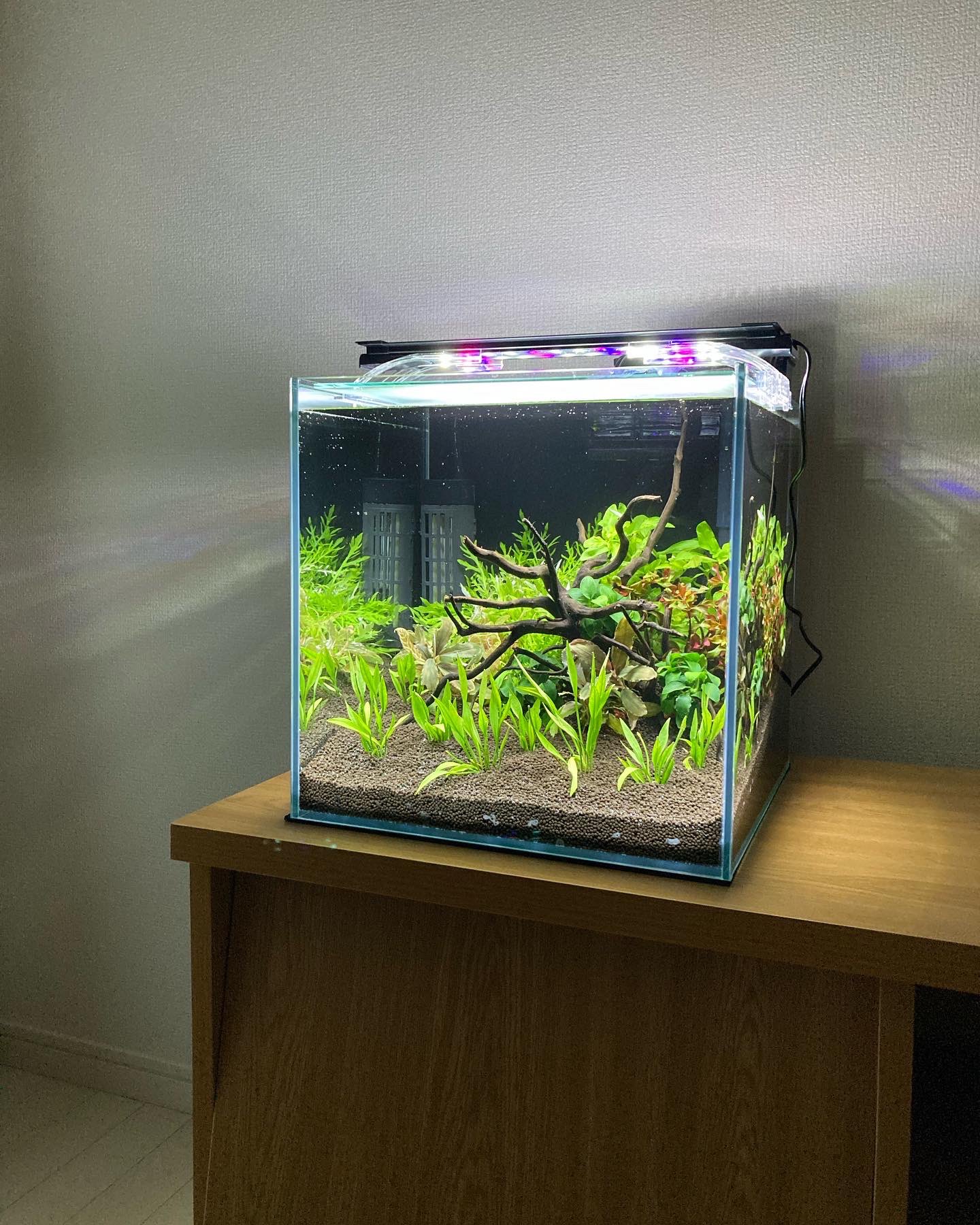 Aqua Plus 今日は30cm水槽の設置をしてきましたー なんとも綺麗なお部屋にピッタリです 生体はまた後日に入れます 明日短時間ですが 15時 18時までお店開けてます T Co Hivnuau3ks Twitter