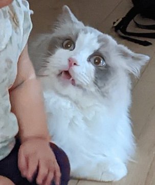 赤ちゃんを見上げて驚く猫の顔に爆笑 メッチャいいリアクション なぜ 理由を聞いた まいどなニュース
