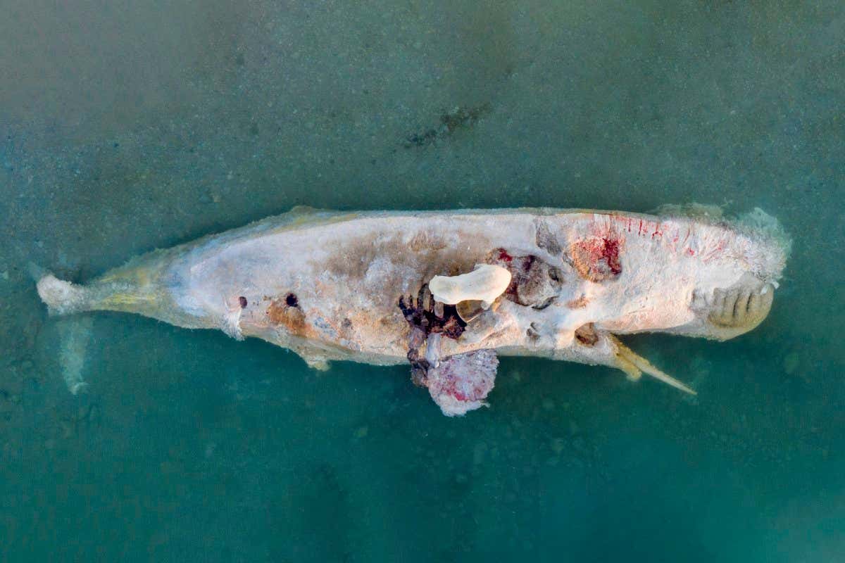 MarineLifeProj's tweet photo. Impresionante fotografía de un #oso polar alimentándose del cadáver de un cachalote en Svalbard (Noruega).
📸Ryan Atkinson https://t.co/ZuA6THXsWz