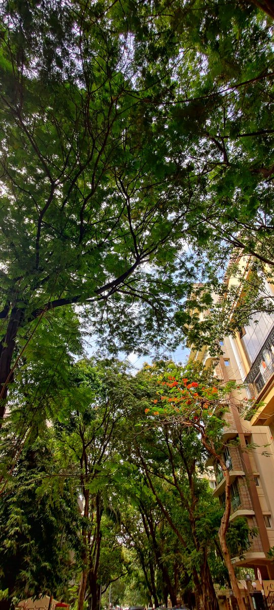 Frog_Eyes_KC's tweet photo. It's always green in Khar #Mumbai https://t.co/PSHjufEyYJ