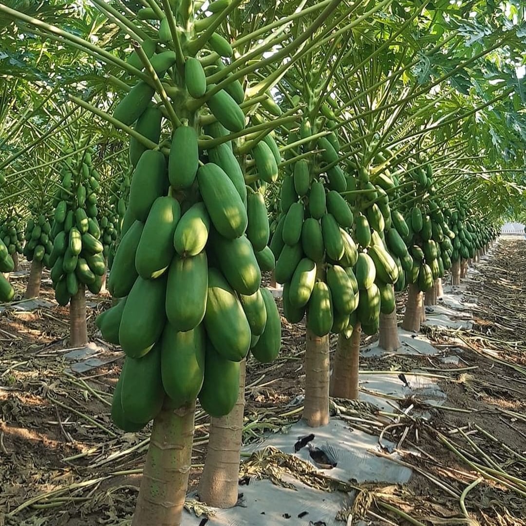 agrotendencia's tweet photo. Papaya un fruto único de difusión reciente.
¿Sabes cómo es su proceso productivo?
Ingresa en: https://t.co/XK7KrHbltX
¡Y entérate de todos los detalles!
#papaya #fruto #cultivo #AgroRed #Agropedia https://t.co/MjyYzkf5ma