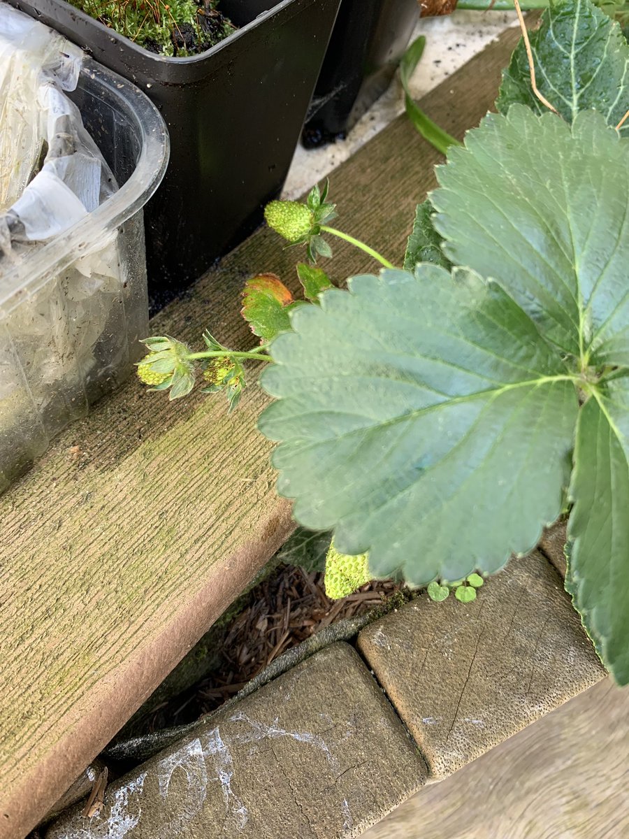 QCL_STEM's tweet image. The Living Wall and Courtyard Garden are coming into bloom. First strawberries of the year have also appeared. Well done to Gardening Club for all their hard work this half term.
