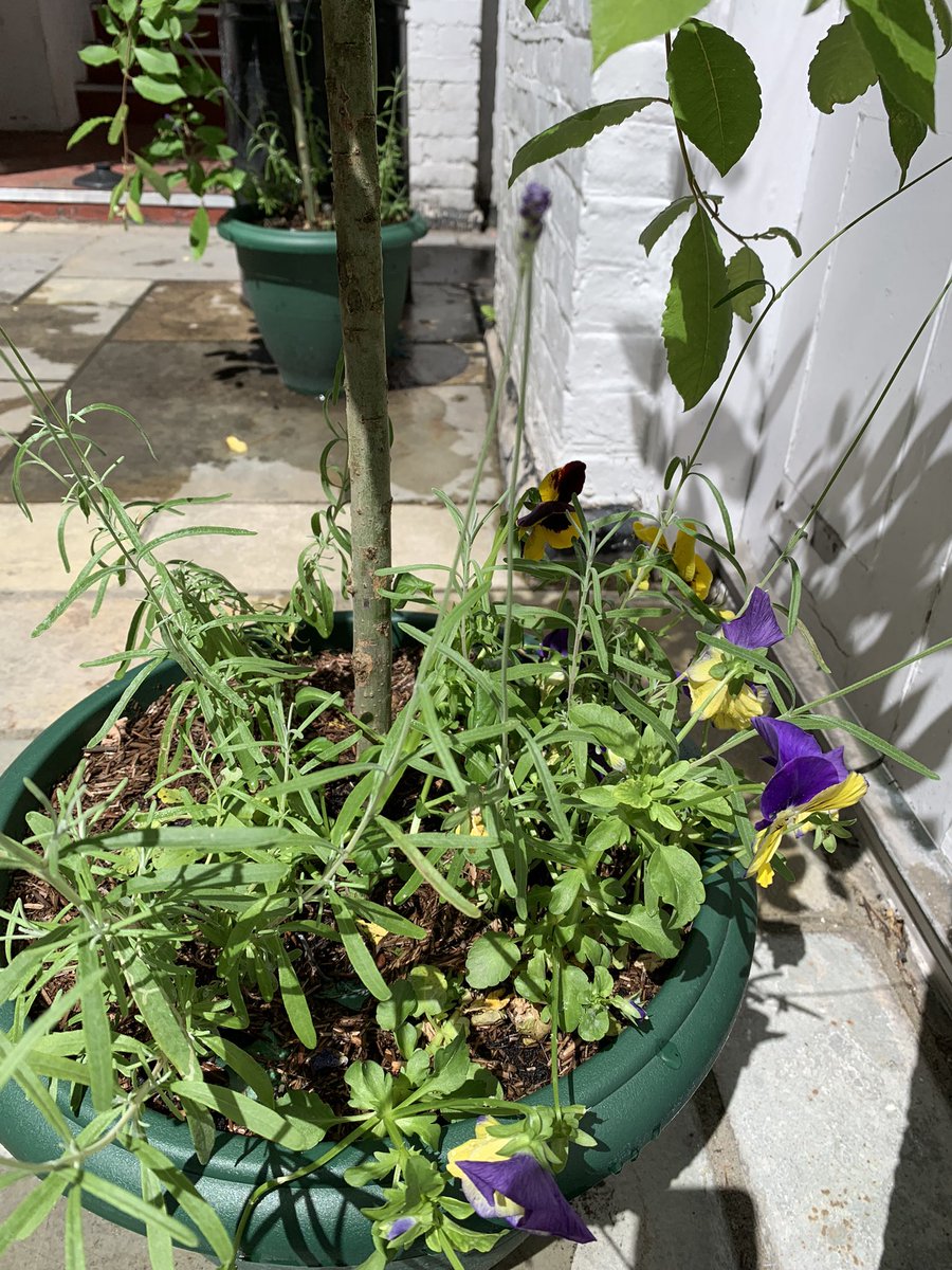 QCL_STEM's tweet image. The Living Wall and Courtyard Garden are coming into bloom. First strawberries of the year have also appeared. Well done to Gardening Club for all their hard work this half term.