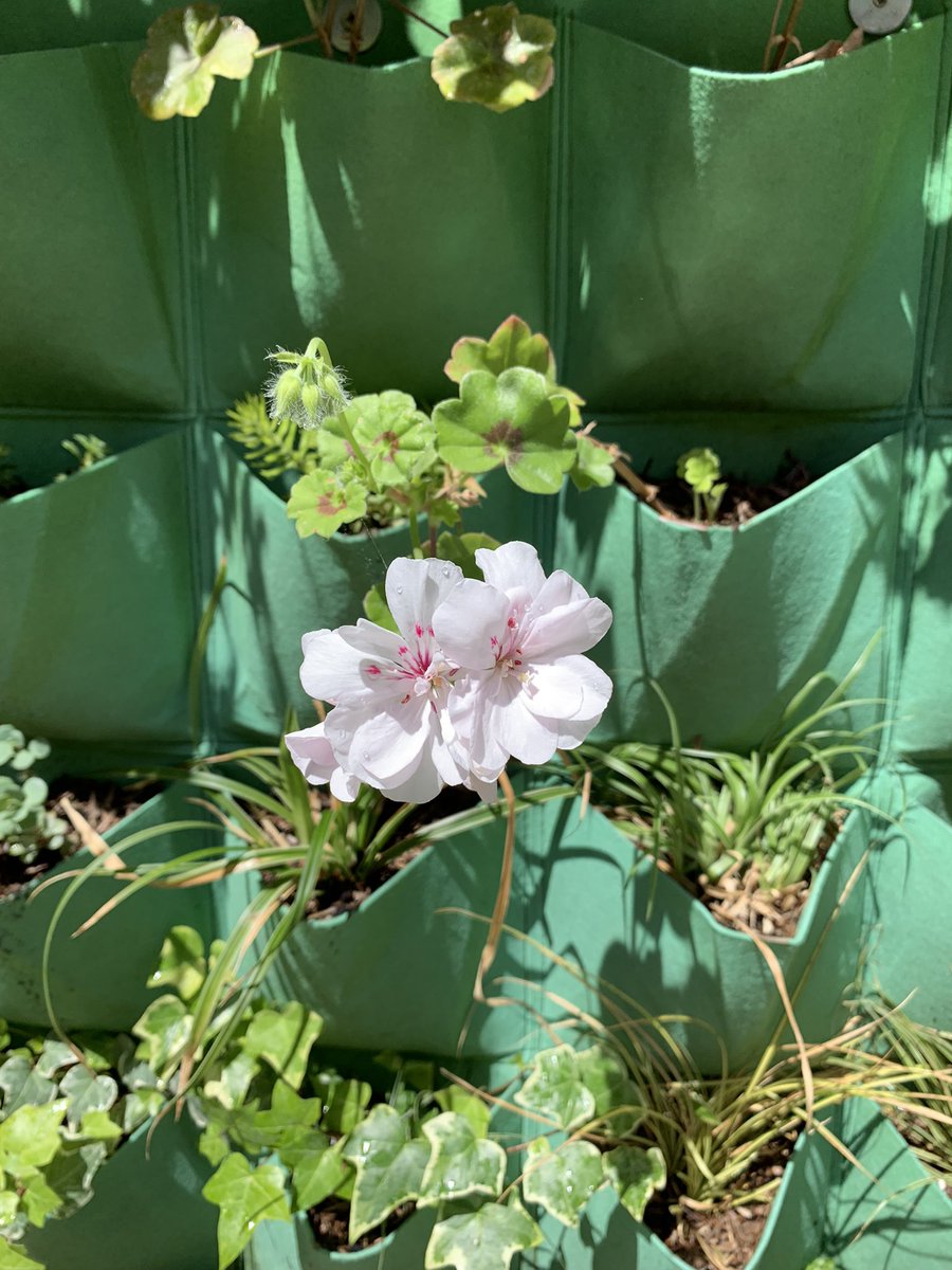 QCL_STEM's tweet image. The Living Wall and Courtyard Garden are coming into bloom. First strawberries of the year have also appeared. Well done to Gardening Club for all their hard work this half term.