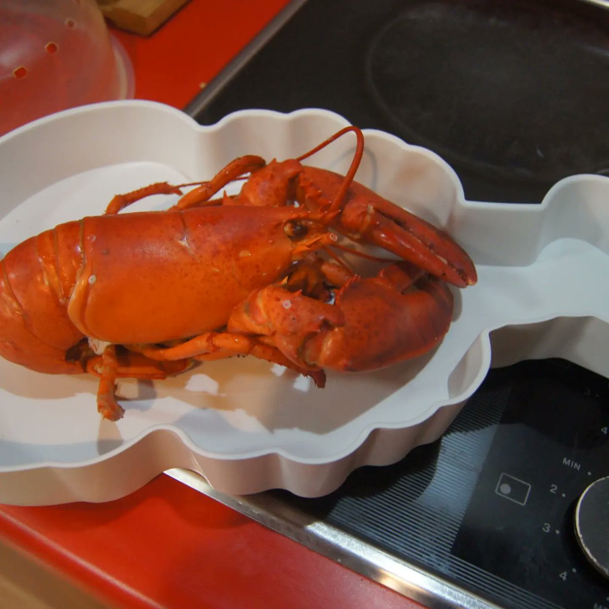 LachiesPan's tweet photo. “These pans are fabulous! No water on the table, keeps everything inside. I just love them!” – Lois R. 

Lois and her husband had been patiently waiting for lobster season to use our pan and, as you can see, it did not disappoint!

Visit https://t.co/jB4ZzJe6n3 to get your pan! https://t.co/ofFsmVd8ox