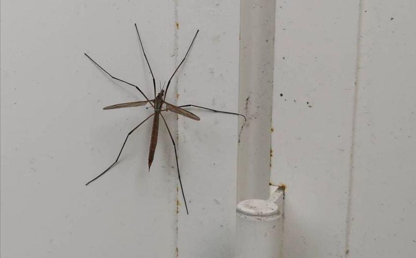 ceipCalcutassrr's tweet photo. Hola soy típula 😊
NO un mosquito.
No chupo sangre, pero me alimento del néctar de las flores ayudando a polinizarlas.
Ahora que me conoces, por favor no me mates, si por error entro a tu casa, acompáñame afuera, no seas como los demás que destruyen lo que no pueden entender. https://t.co/70zjJ5chBv