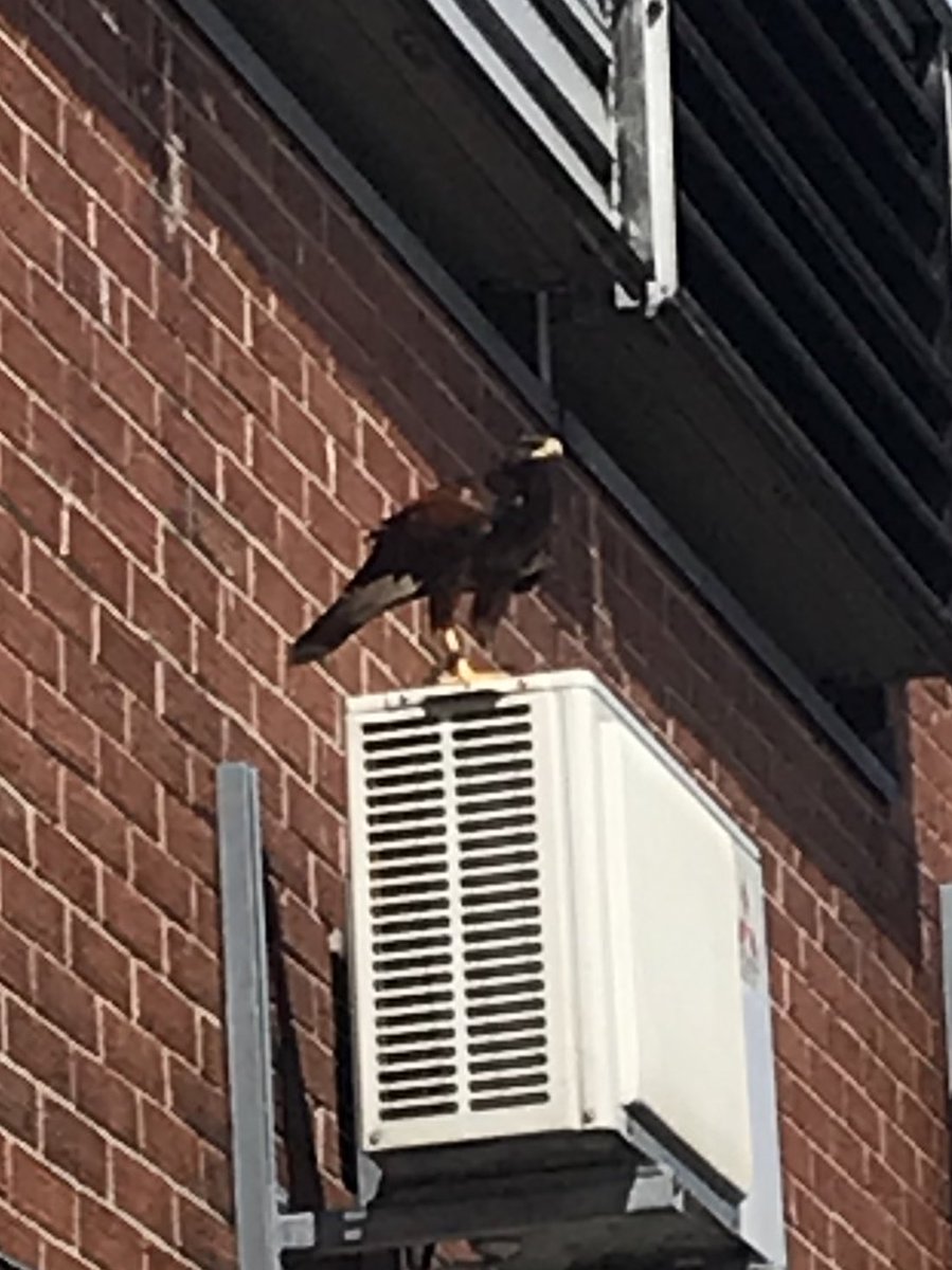 NCEAChaplain's tweet photo. An added bonus to #RailClub @DukesNCEAT visit to Heaton depot @northernassist was meeting @NEfalconry Harris Hawk and his handler at close quarters. There is always more to Rail than meets the eye. https://t.co/w3rb6ah5ER