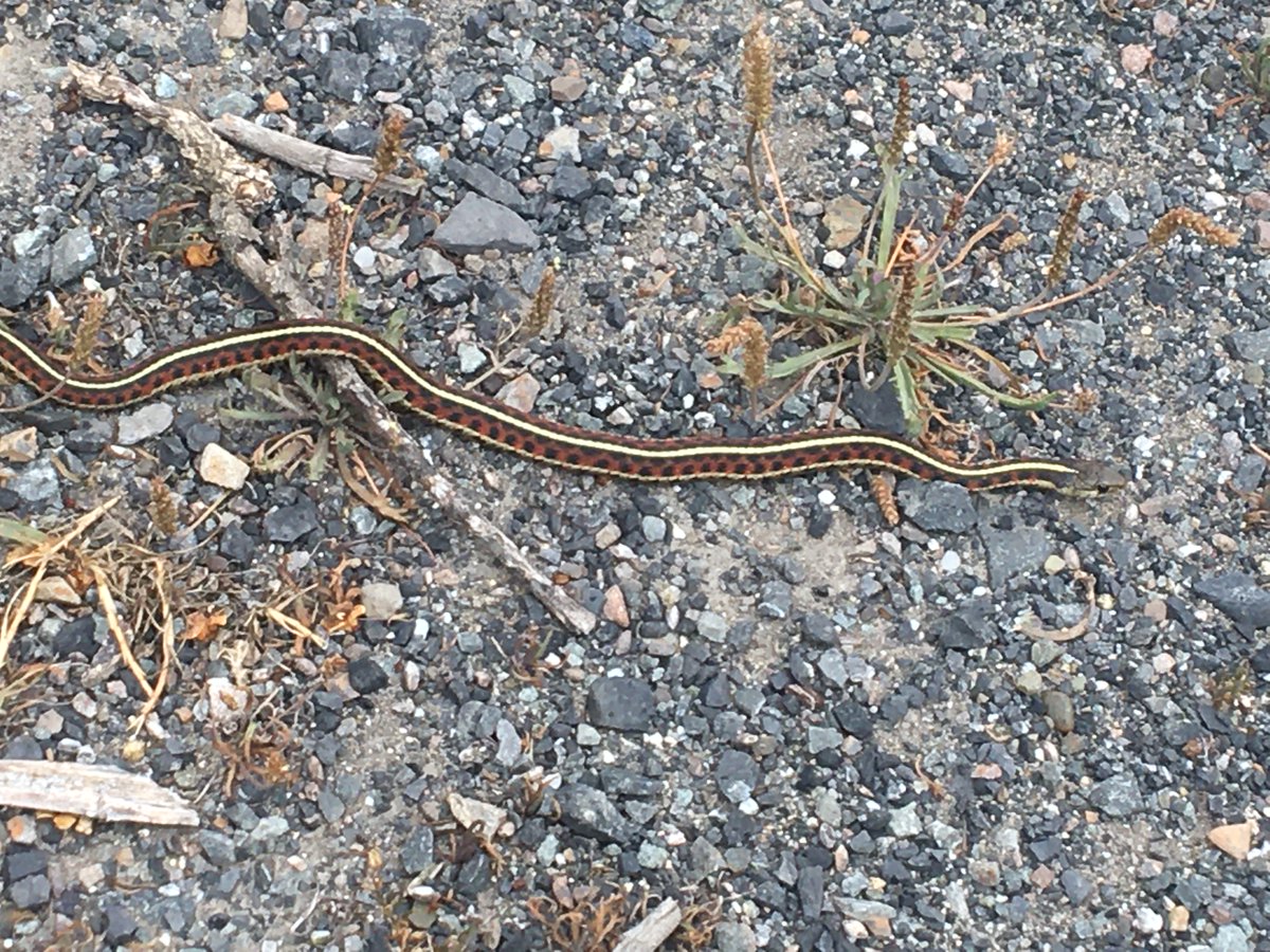 Coast garter #snake hanging outside the <a href="/abalone/">Beck</a> lab last night <a href="/bodegamarinelab/">UC Davis Bodega Marine Laboratory</a>