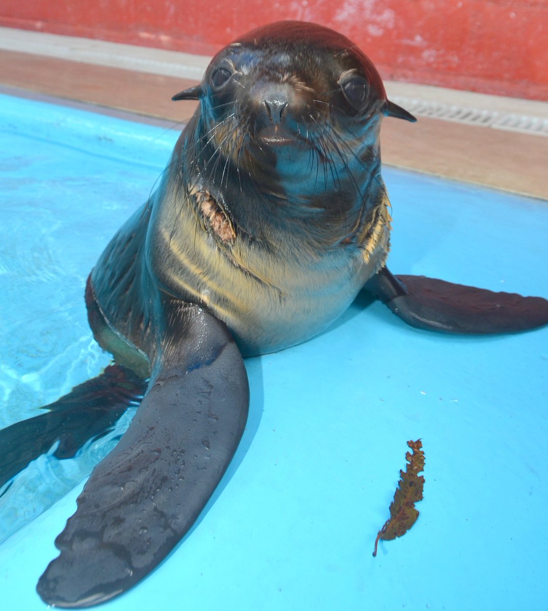 Small but mighty💪! Fur seals are small but have hind flippers that measure up to one-fourth of their total body length. In fact, they have the longest flippers of any eared seal! 
#funfact #funfactfriday #furseal #pmmc #teampmmc #pinniped #nonprofit #animalrescue #marinemammals