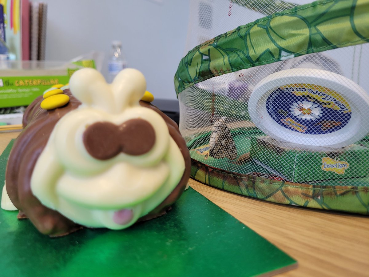 MrsBrown_SEMH's tweet photo. No ... this isn't an #UnBirthday cake from my colleagues as my birthday is during half term ... apparently this is a christening cake for 'Dave' the #butterfly that was 'born' this morning! Precious #memories were made today in my #IPProvision!
@insectlore #ColinTheCaterpillar https://t.co/5lcCLNKuKx