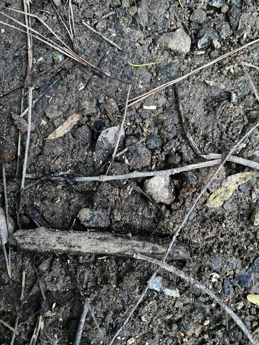 #FindThatToad Tiny toad edition! First picture for reference of what you are generally looking for and for size reference #SoTiny #Cute #Toad #HERpetology #fieldwork #science