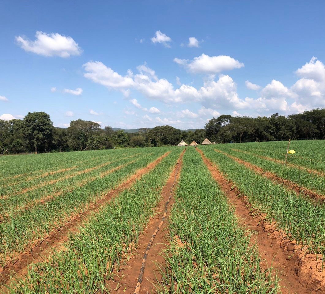 Charterseedsofficial on Twitter "ZIMAGRIC RISING THE BIT BETWEEN THE