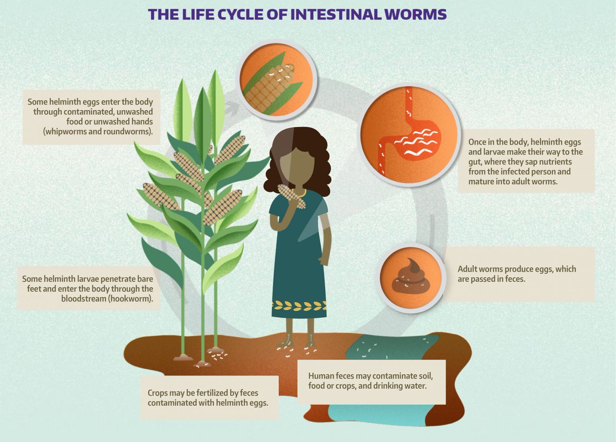 The STH life cycle will continue unless transmission is broken. Stay tuned for more information on the DeWorm3 research study and how we are developing and testing effective strategies to interrupt the transmission of parasitic worms on a large scale. #NTD