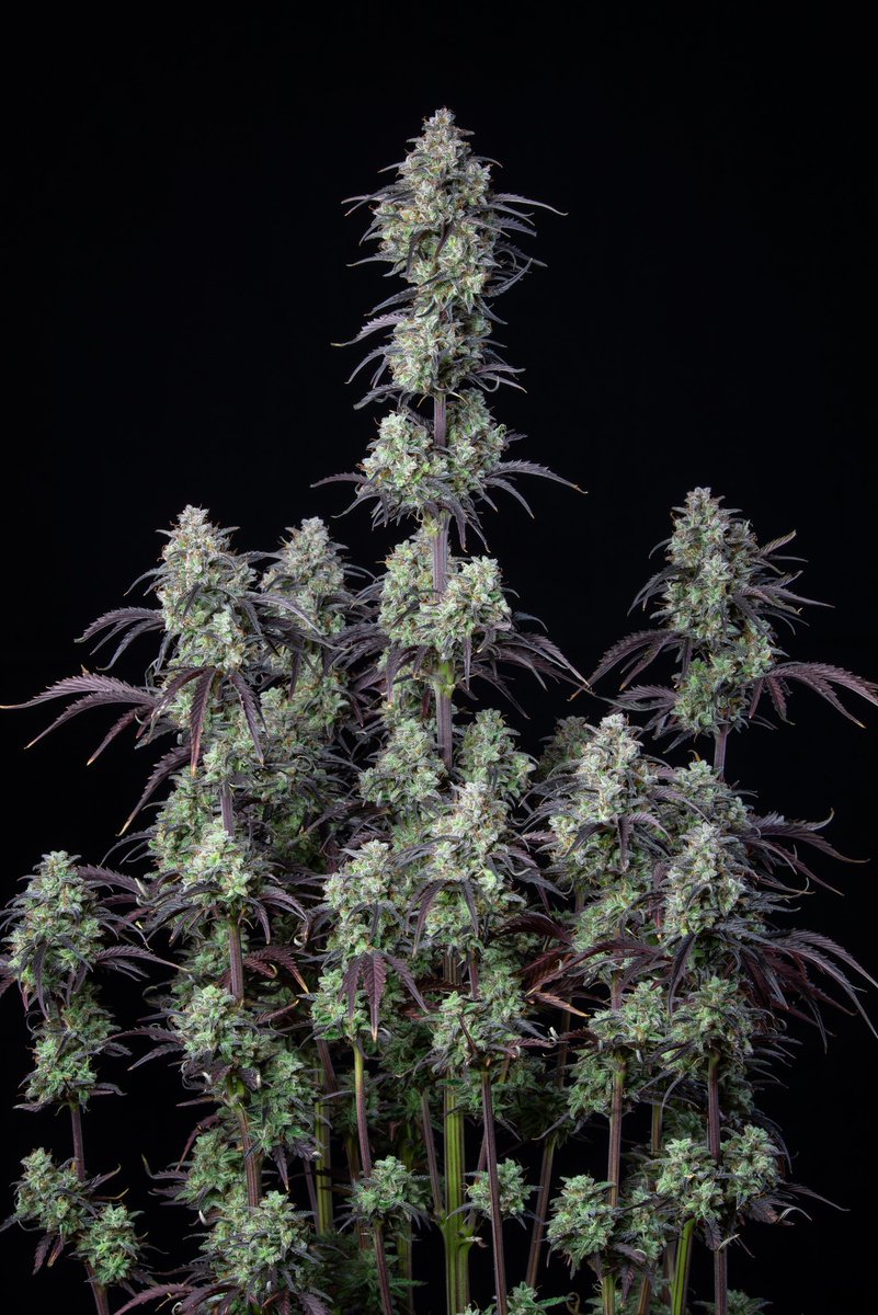 Pot_portraits's tweet photo. Mimosa Cake by @Fast_Buds, some incredible purple fading on this one 💜💜💜

#420community #cannabis #weed #purple https://t.co/K9X3vXpeVe