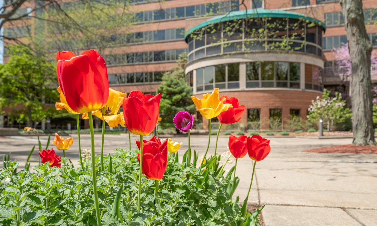 michiganstateu's tweet photo. May flowers. 🌷 #MSUView https://t.co/P9W8W8u4sF