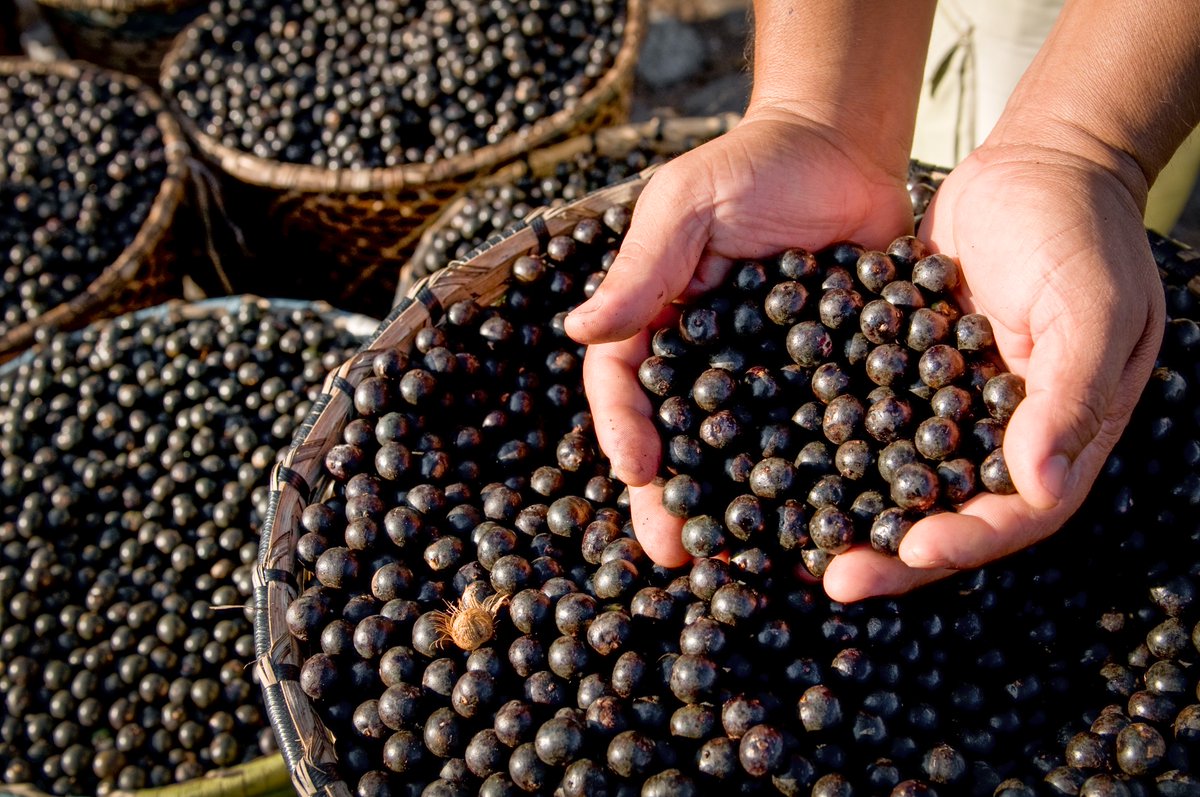 ExplrSuperfoods's tweet photo. Why is açaí called a superfruit? 

 Açaí is a “superfruit” due to the high nutrient and antioxidant content. The açaí berry looks like a big blueberry but tastes like a mixture of blackberries and cocoa. Shop our Organic Açaí Puree online! Link in bio! https://t.co/LURpMjKay2