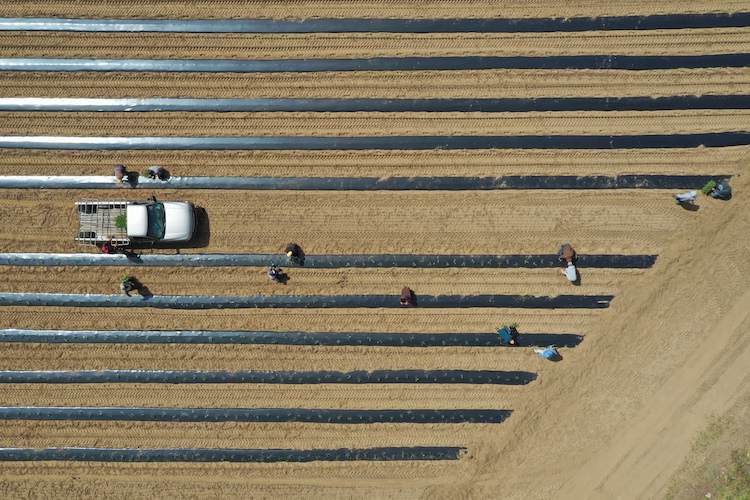 Spring has sprung and our local farmers are busy planting, pruning &amp; welcoming workers back for the season.  A big thank you to all the seasonal agricultural workers for helping to get the crops in the ground that we’ll all enjoy this fall #ontag #sustainablefood #migrantworkers