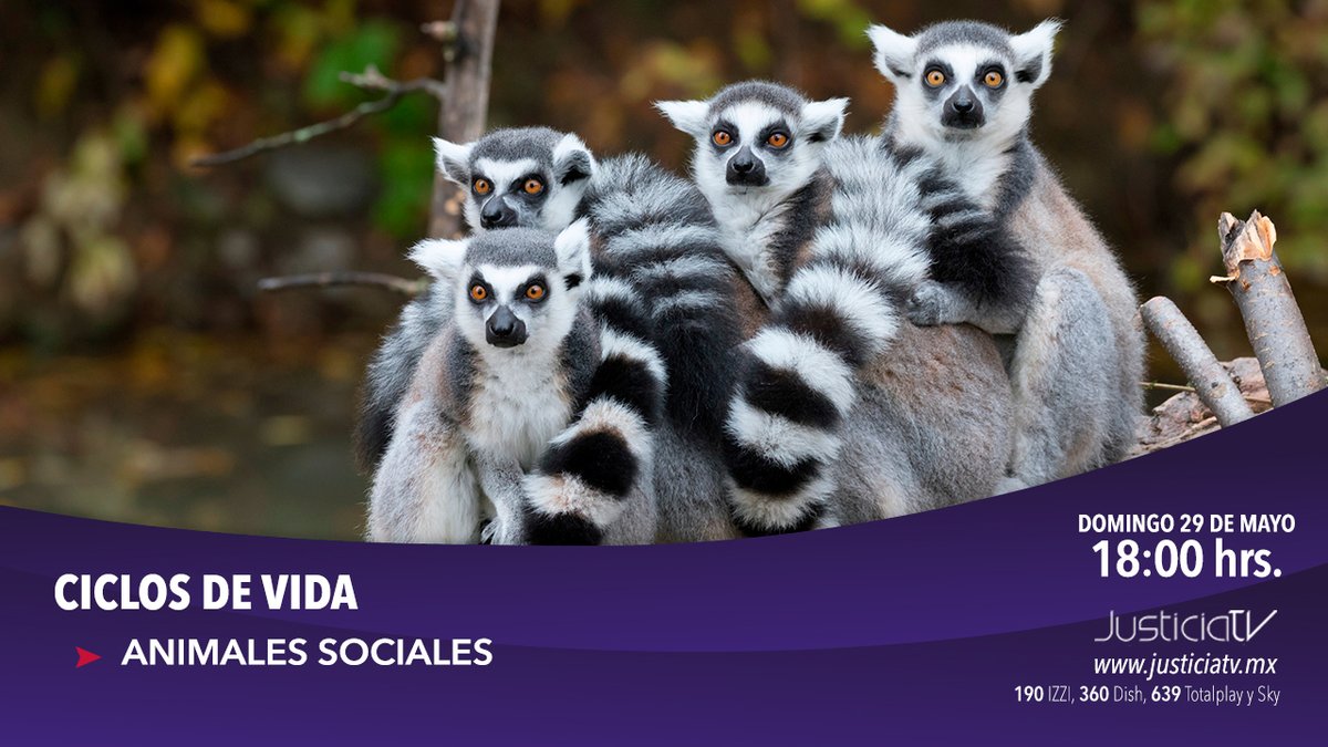 PluralTV_MX's tweet photo. #JusticiaTV | Las abejas y los abejorros viven en colonias. Cada una tiene un trabajo particular, las  jóvenes limpian la colmena de la colonia y alimentan a las crías.

#NoTePierdas este episodio de #CiclosDeVida: Animales sociales.

⏰18:00 hrs. 
💻 https://t.co/rKl7w2dyXY https://t.co/PoNFInjqqV