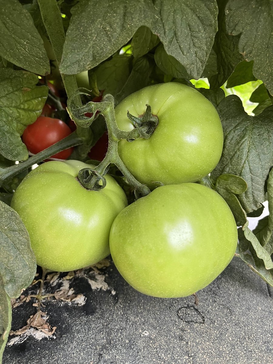 LMCompanies's tweet image. Tomatoes 🍅 in Moultrie, GA only about a week away from harvest! 📸 by Joe McNinch #lmfamilyfarms #tomatoes #rootedininnovation #agriculture #freshproduce #georgiagrown
