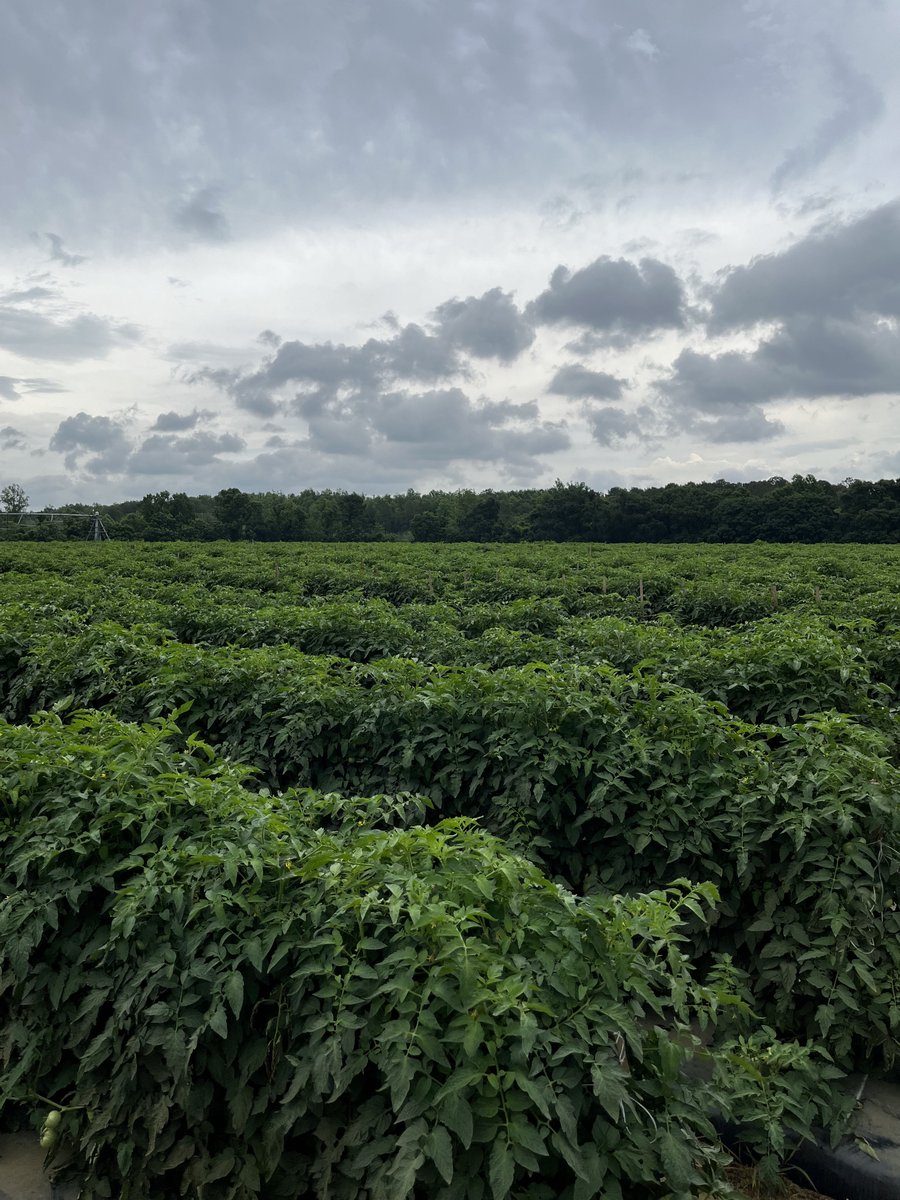 LMCompanies's tweet image. Tomatoes 🍅 in Moultrie, GA only about a week away from harvest! 📸 by Joe McNinch #lmfamilyfarms #tomatoes #rootedininnovation #agriculture #freshproduce #georgiagrown