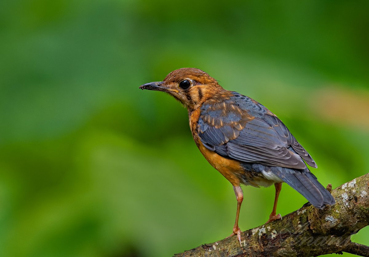 A Juvenile Orange Headed Thrush 
#birdingphotography #birders_gallery #world_bestnature #animalshots 
#Birdwatching #bird #BirdPhotography #photographylovers #birding #photography #photoMode #Birds #BirdTwitter #TwitterNatureCommunity #BBCWildlifePOTD #ThePhotoHour #photographers